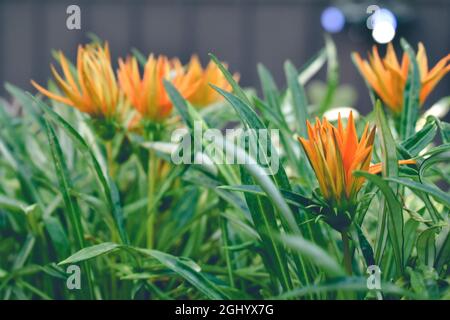 Nahaufnahme des orangefarbenen Blumenfeldes Stockfoto