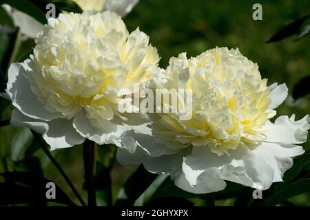 Weiße Pfingstrosen 'Laura Dessert' Weiße Paeonia lactiflora, Pfingstrosen Anemone Art Creme oder blass Zitronenfarbe Stockfoto