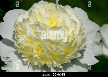 Weiße Pfingstrose 'Laura Dessert' Weiße Paeonia lactiflora Stockfoto