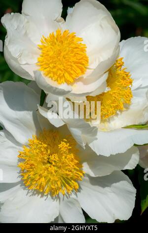 Pfingstrose 'Clairette' White Paeonia lactiflora White blüht gelbe Staubgefäße in der zentralen Blüte Stockfoto