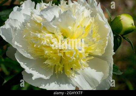 Weiße Pfingstrose 'Honey Gold' Weiße Paeonia lactiflora Stockfoto