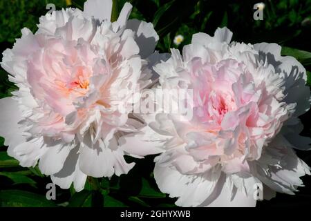 Attraktive weiße Pfingstrose Blume Rose Tint Pfingstrose 'Noemie Demay' Paeonia lactiflora Stockfoto