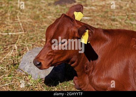 Ein rötlich-braunes Kalb liegt in der Sonne und nimmt es sich leicht Stockfoto