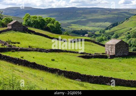 Traditionelle Trockenmauern und Scheunen im Ackerland der Yorkshire Dales im Nordosten Englands. Stockfoto