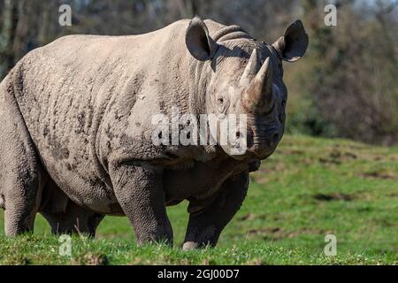 Schwarzes Nashorn (Diceros bicornis) im Norden Botswanas. Als kritisch gefährdet eingestuft Stockfoto