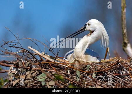 Eurasischer Löffler (Platalea leucorodia) auf seinem Nest in der Nähe von Kyoto in Japan. Dies ist die am weitesten verbreitete Art von Löffelschnabel und im Norden weit verbreitet Stockfoto