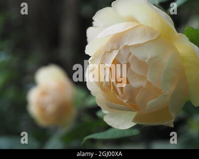 Kletterrose 'Wollerton Old Hall' mit blassorangen Blüten Stockfoto