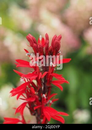 Rote Lobelia cardinalis blüht in Nahaufnahme auf „Queen Victoria“ Stockfoto