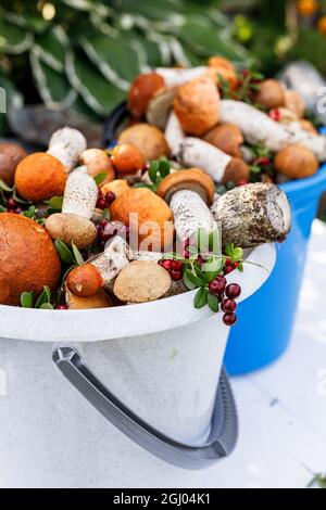 Vertikale Shot Orange Cap Boletus Pilze und Preiselbeere in Eimern. Sammeln von Wildpilzen und Beeren im Wald. Herbstsaison der essbaren fo Stockfoto