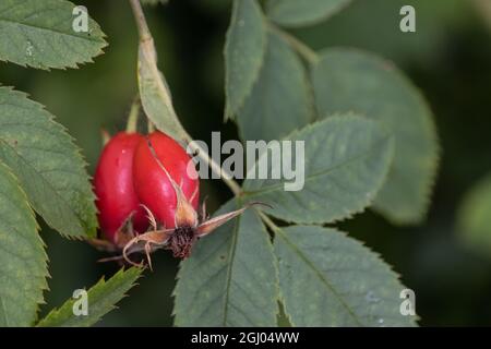 Nahaufnahme der rosenholzigen, mehrjährigen blühenden Pflanze Stockfoto