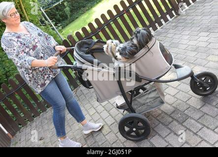 Eilenburg, Deutschland. September 2021. Die Versicherungsverkäuferin Ivette Starcke nimmt ihre havanischen Hunde Otto, Vanja und Arthur (r-l) mit auf einen Buggy. Die sechs-, vier- und einjährigen Tiere genießen die volle Aufmerksamkeit ihrer Besitzer als Familienmitglieder, nachdem ihre erwachsenen Kinder ausgezogen sind. Für Urlaub und Ausflüge mit dem Camper hat jeder Hund seinen eigenen Campingstuhl, für Spaziergänge und Shoppingtouren einen großen Buggy und für regnerische und kalte Tage selbst genähte bunte Jacken. Quelle: Waltraud Grubitzsch/dpa-Zentralbild/ZB/dpa/Alamy Live News Stockfoto