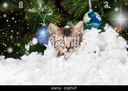 Ein schönes kleines gestreiftes Kätzchen versteckte sich im Schnee, schaute hinaus und schaute in die Kamera. Stockfoto