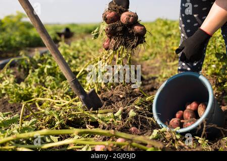 Die Gärtnerin, die die Kartoffel mit der Schaufel auf dem Feld ausgräbt. Stockfoto