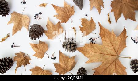 Herbstkomposition. Muster aus Fichtenzapfen, getrocknete Blätter auf weißem Hintergrund. Flach liegend, Draufsicht Stockfoto