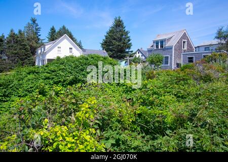 Klassische Zedernschindeln und weiße Abstellhäuser hinter einem üppigen Grün. Auf Monhegan Island in Maine, Neuengland. Stockfoto