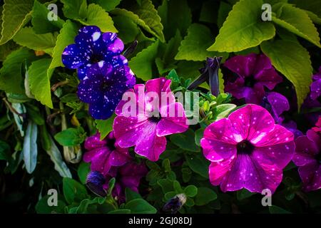 Schöne Blumen in hellen Farben in einem dramatischen Look fotografiert Stockfoto