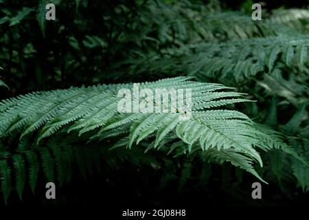 Nahaufnahme von grünen Farnen in einem Wald Stockfoto