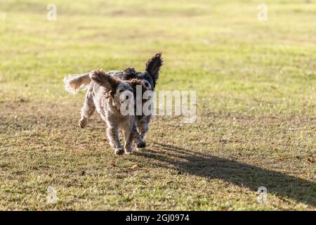 Northampton, Großbritannien. Wetter. September 2021. Abington Park, ein kühler und sonniger Start in den Tag für Leute, die in ihre Morgenübungen gehen. Kredit: Keith J Smith./Alamy Live Nachrichten. Stockfoto