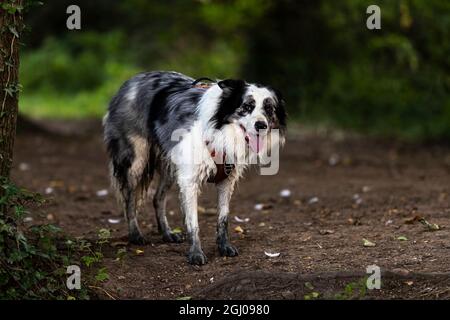 Northampton, Großbritannien. Wetter. September 2021. Abington Park, ein kühler und sonniger Start in den Tag für Leute, die in ihre Morgenübungen gehen. Kredit: Keith J Smith./Alamy Live Nachrichten. Stockfoto