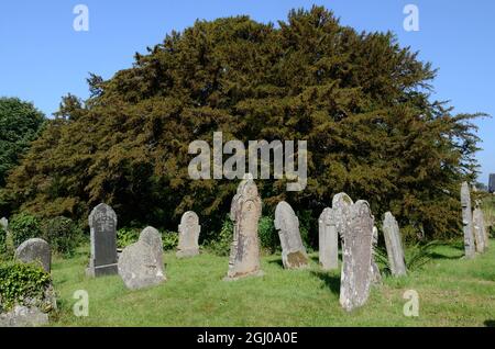 Die Defynnog-Eibe in Beere soll 5000 Jahre alt sein, die älteste Eibe im Vereinigten Königreich St. Cynogs Churchyard Sennybridge Wales Cymru UK Stockfoto