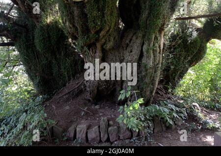 Die Defynnog-Eibe soll 5000 Jahre alt sein, die älteste Eibe im Vereinigten Königreich, St Cynogs Churchyard Sennybridge Wales Cymru UK Stockfoto