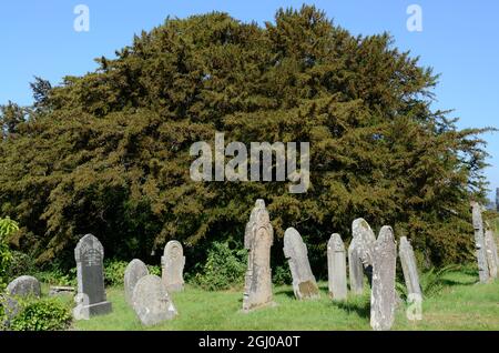 Die Defynnog-Eibe in Beere soll 5000 Jahre alt sein, die älteste Eibe im Vereinigten Königreich St. Cynogs Churchyard Sennybridge Wales Cymru UK Stockfoto