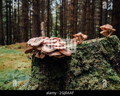 Pilze und Pilze wachsen in einem moosbedeckten Wald in einem wunderschönen schottischen Hochlandwald. Stockfoto