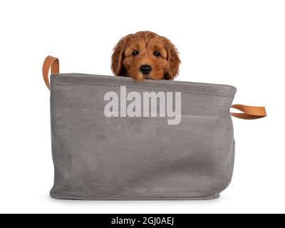 Liebenswert Cobberdog Welpe alias Labradoodle Hund, sitzt in grauen Korb. Blick über die Kante gerade zur Kamera. Isoliert auf weißem Hintergrund. Stockfoto