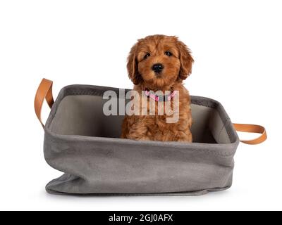 Liebenswert Cobberdog Welpe alias Labradoodle Hund, sitzt in grauen Korb. Direkter Blick auf die Kamera. Isoliert auf weißem Hintergrund. Stockfoto