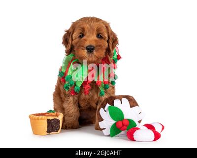 Liebenswert Cobberdog Welpen alias Labradoodle Hund, sitzt zwischen Weihnachten Süßigkeiten. Direkter Blick auf die Kamera. Isoliert auf weißem Hintergrund. Stockfoto