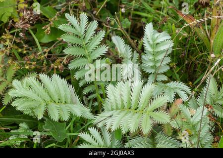 Silberweed-Pflanze (Potentilla anserina), Nahaufnahme der silbrigen Blätter oder Blätter, Großbritannien Stockfoto