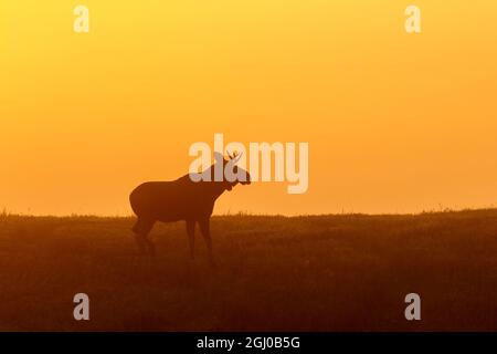 Silhouette einer Bull Moose in der Dämmerung das Licht Stockfoto