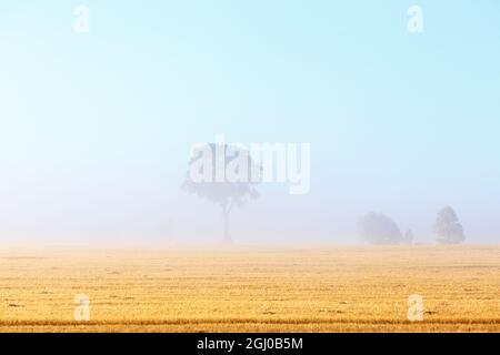Einsamer Baum im Nebel auf einem Feld Stockfoto