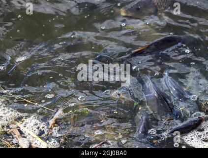 Fischfarm Karpfen, Karpfen schwimmen an der Oberfläche des Wassers aufgrund des Mangels an Sauerstoff im Wasser Stockfoto