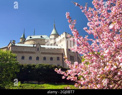 Bojnice Burg in der Nähe Prievidza Stadt mit blühenden Sakura Baum Frühling Ansicht, Slowakei, Europa Stockfoto