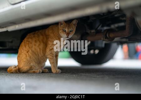 Katze versteckt sich unter einem Auto und schaut auf die Kamera. Stockfoto
