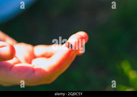Ein Marienkäfer an der Hand der Frau im Fokus. Stockfoto