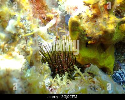 Unterwasser Nahaufnahme Eines Seeigel, der sich hinter anderen Unterwasserflora versteckt. Stockfoto