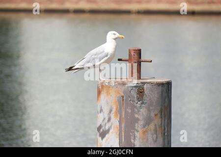 Möwe sitzt auf einem rostigen Mast am Welterbe wattenmeer Stockfoto
