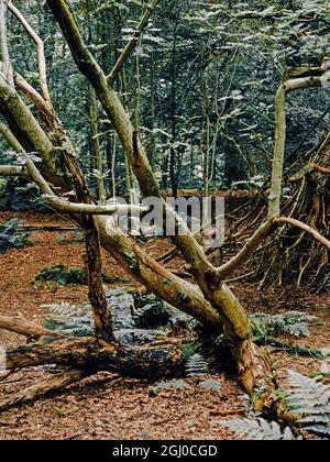 Mystische Waldwege und moosbedeckte Bäume in einem üppigen Wald im Nationalpark der schottischen Highlands cairngorms Stockfoto