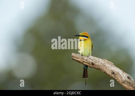 Ein australischer Regenbogen-Bienenfresser, Australiens einzige Bienenfresser. Stockfoto