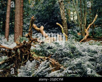 Mystische Waldwege und moosbedeckte Bäume in einem üppigen Wald im Nationalpark der schottischen Highlands cairngorms Stockfoto