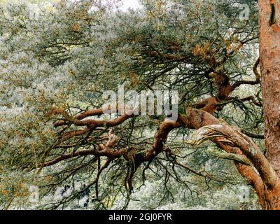 Mystische Waldwege und moosbedeckte Bäume in einem üppigen Wald im Nationalpark der schottischen Highlands cairngorms Stockfoto