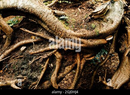 Mystische Waldwege und moosbedeckte Bäume in einem üppigen Wald im Nationalpark der schottischen Highlands cairngorms Stockfoto