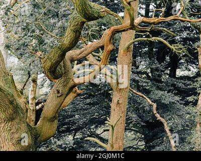 Mystische Waldwege und moosbedeckte Bäume in einem üppigen Wald im Nationalpark der schottischen Highlands cairngorms Stockfoto