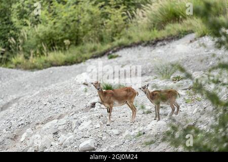 Europäische Mufflons in den Bergen (Ovis aries musimon) Stockfoto