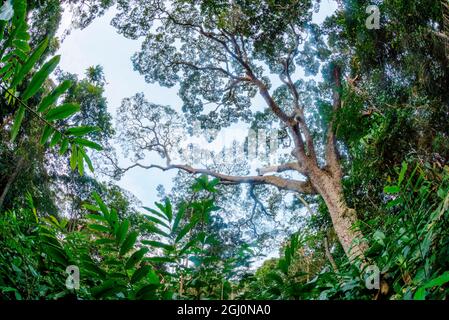 Marantaceae Wald Interieur. Odzala-Kokoua National Park. Region Cuvette-Ouest. Republik Kongo Stockfoto