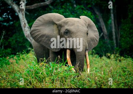 Afrikanische Waldelefant (Loxodonta cyclotis). Odzala-Kokoua National Park. Region Cuvette-Ouest. Republik Kongo Stockfoto