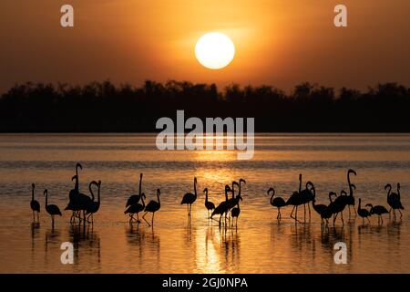 Afrika, Kenia, Amboseli-Nationalpark. Größere Flamingos im Wasser bei Sonnenaufgang. Kredit als: Bill Young / Jaynes Gallery / DanitaDelimont. com Stockfoto