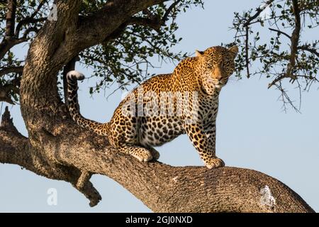 Afrika, Kenia, Masai Mara National Reserve, Afrikanischer Leopard (Panthera pardus pardus) im Baum. 2016-08-04 Stockfoto